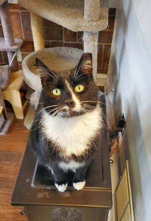 Percy Pallas, adult, available for adoption