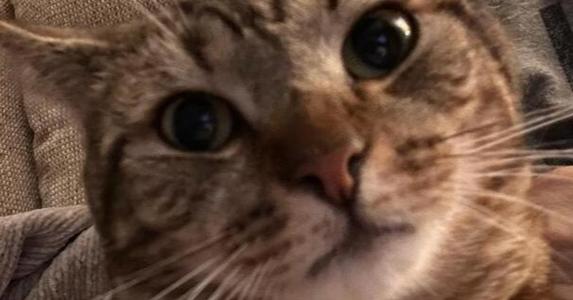 Close-up of a tabby cat with large, expressive eyes looking directly at the camera.