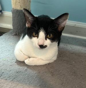 Little Suki, kitten, available for adoption