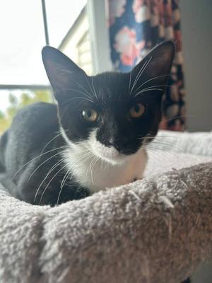Katara, kitten, available for adoption
