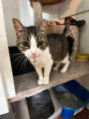 Brooke, adult, available for adoption