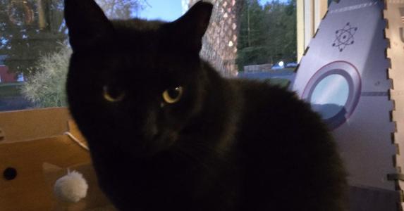 A black cat with yellow eyes is sitting inside a cardboard box, looking directly at the camera. The background shows a window with trees outside and a cardboard structure with a circular design.