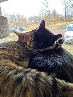 Moonie, adult, available for adoption