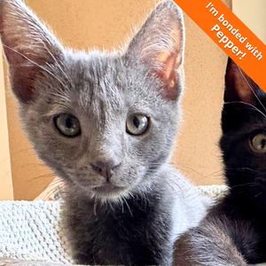 A1046818 Smokey, kitten, available for adoption