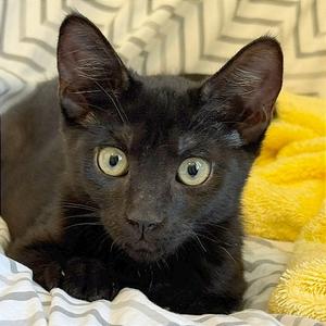 Boss Lady, kitten, available for adoption