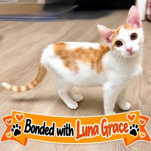 Cheeto, kitten, available for adoption