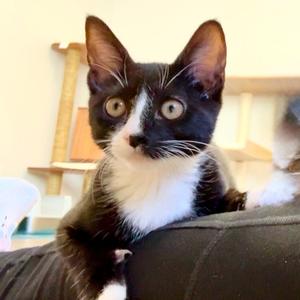 Barbood, kitten, available for adoption