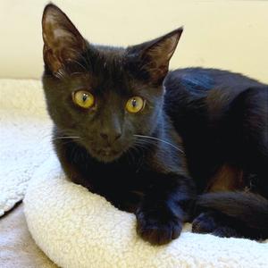 Cocoa, young, available for adoption