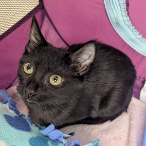 Betty, kitten, available for adoption
