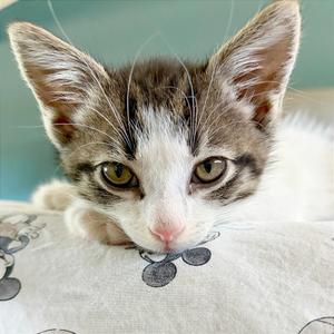 a close-up of a gray and white kitten with green eyes resting on a patterned blanket