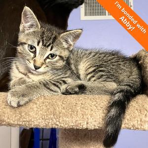 Carli, kitten, available for adoption