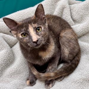 Baja Blast, kitten, available for adoption