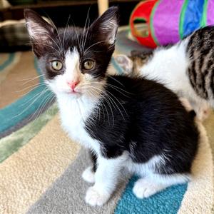 A1049098 Coco Bean, kitten, available for adoption