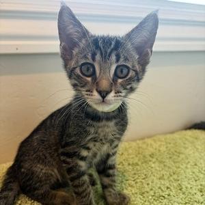 Chip, kitten, available for adoption