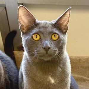 Bluey, young, available for adoption