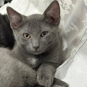Bluey, kitten, available for adoption