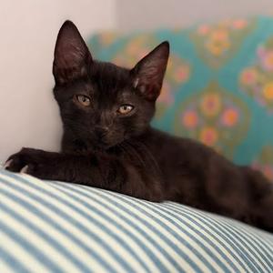 Bear, kitten, available for adoption