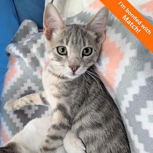 Bageled, kitten, available for adoption