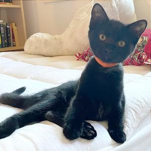 A1047164 Inky, kitten, available for adoption