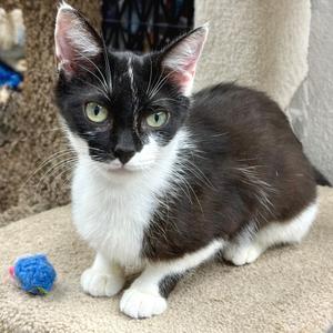 Betsy, young, available for adoption