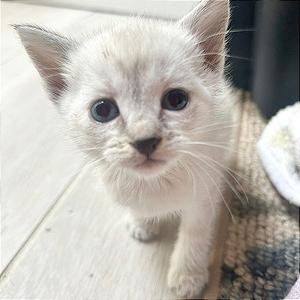 A1048406 Princess Lea, kitten, available for adoption