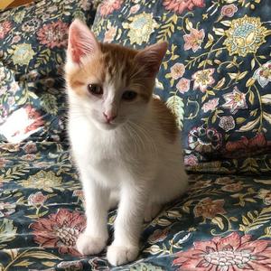 Cooper, kitten, available for adoption