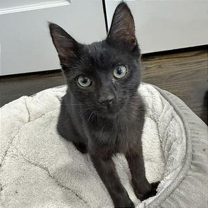 Benito, kitten, available for adoption