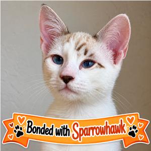 Captain Jack, kitten, available for adoption