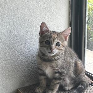 A gray tabby kitten sitting on a window sill, looking directly at the camera.