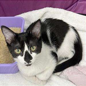 Barney, kitten, available for adoption