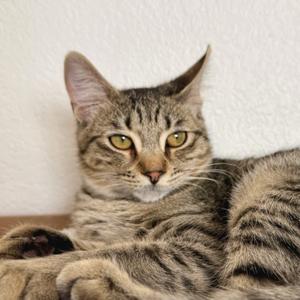 Barley, kitten, available for adoption