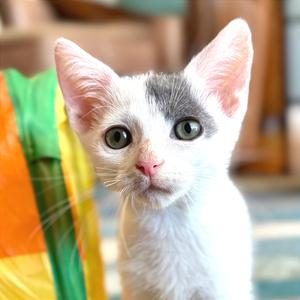 A1049097 Luca, kitten, available for adoption
