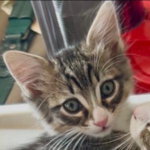Dane, kitten, available for adoption