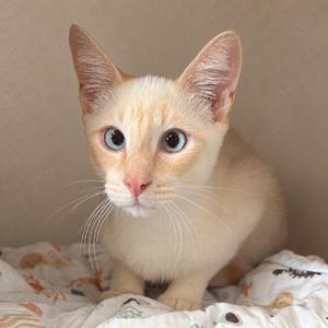 A light-colored cat with blue eyes sitting on a patterned blanket