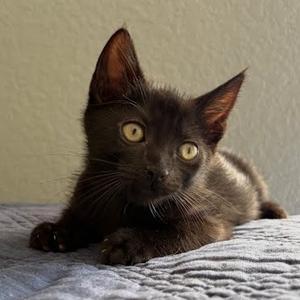 Allie, kitten, available for adoption