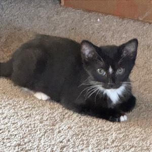 Bandit, kitten, available for adoption
