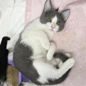 BamBam, kitten, available for adoption