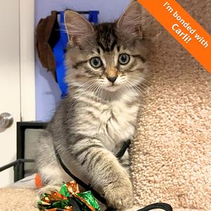 Abby, kitten, available for adoption