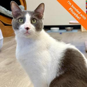 Buster, adult, available for adoption