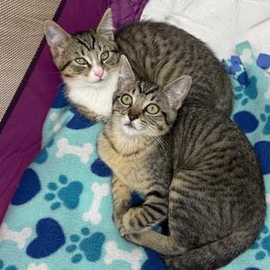 Asteroid, kitten, available for adoption