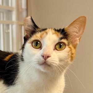 Ariel, young, available for adoption