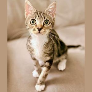 A close-up photograph of a tabby cat with white paws standing on a soft surface.