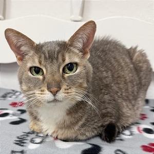 Dotty, senior, available for adoption