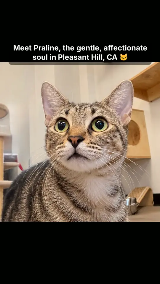 Praline