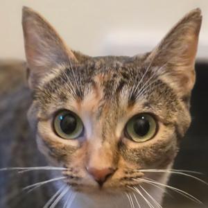 Close-up of a tabby cat with green eyes