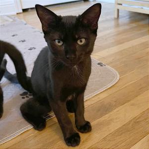 A1047161 Batgirl, kitten, available for adoption