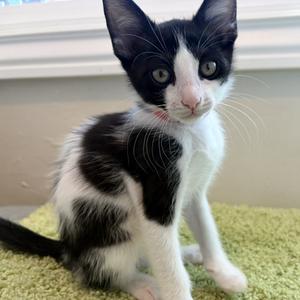 Cookies n' Cream, kitten, available for adoption