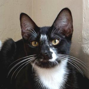 Domino, kitten, available for adoption
