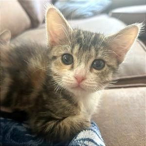 Bee, kitten, available for adoption