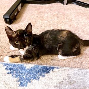 Chai, kitten, available for adoption